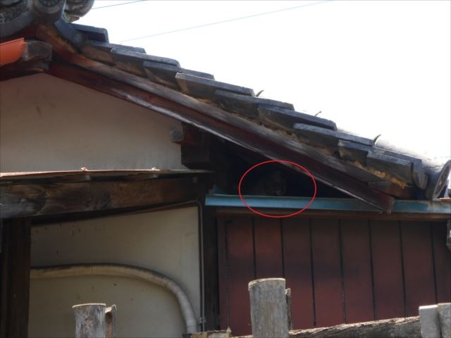 下屋と大屋根の間、ネコ
