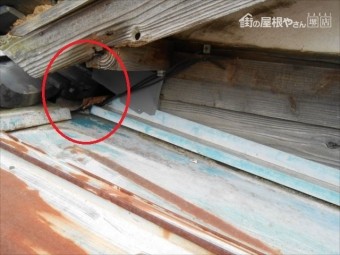 樋 動物対策