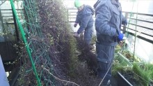 バルコニー植栽撤去状況