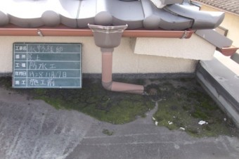 コラム コケ