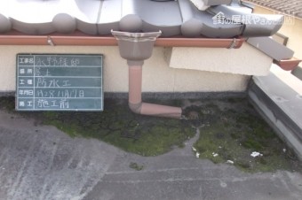 コラム コケ