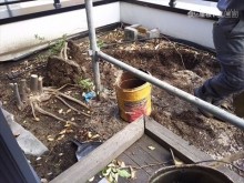 バルコニー植栽撤去状況