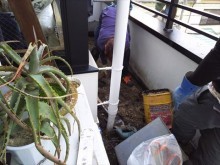 バルコニー植栽撤去状況