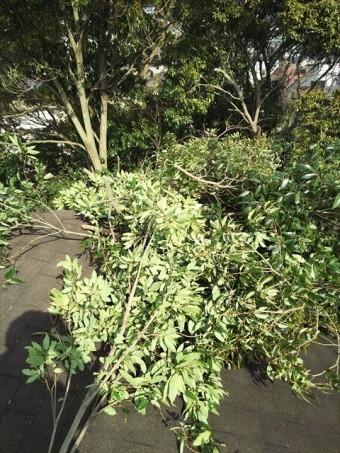 屋根干渉木枝伐採