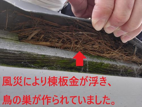 堺市北区で風災により棟板金が浮いてる状態｜棟板金の内部には鳥の巣が作られていました