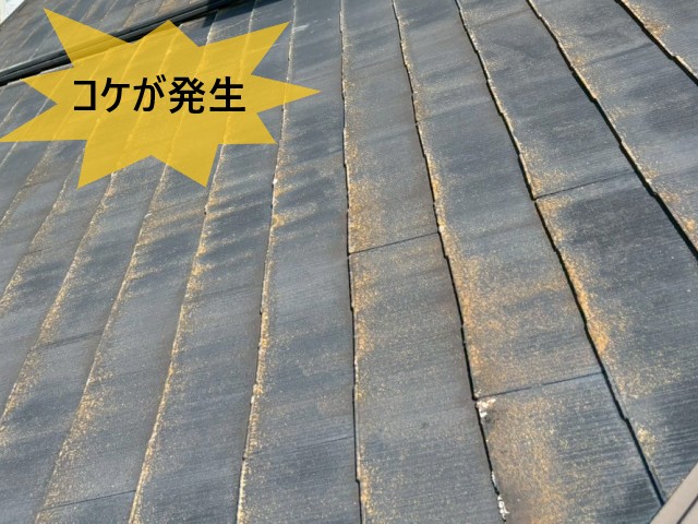 コケが発生