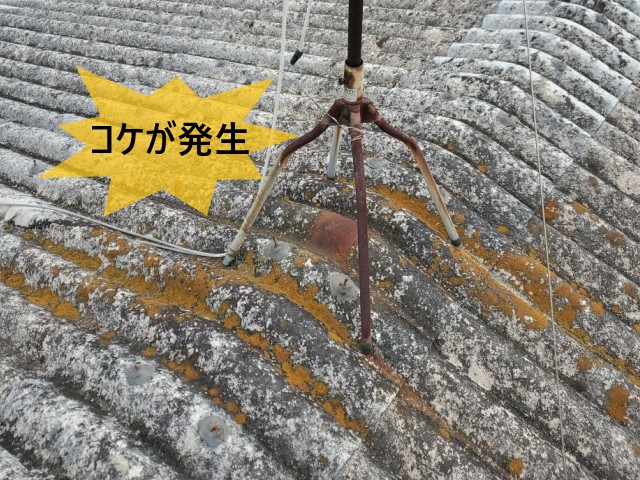 コケが発生