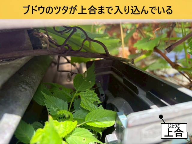 【堺市美原区】ブドウのツタや植栽で谷樋が詰まり雨漏りに｜増築部の瓦棒屋根を調査