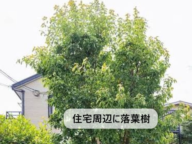住宅周辺に落葉樹
