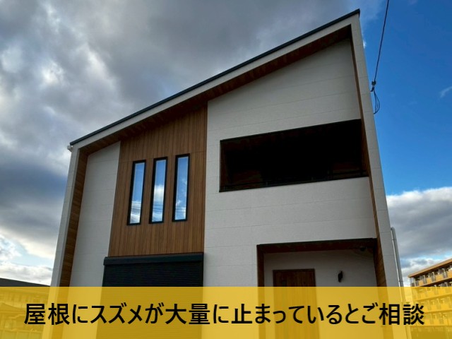 屋根にスズメが止まるとご相談