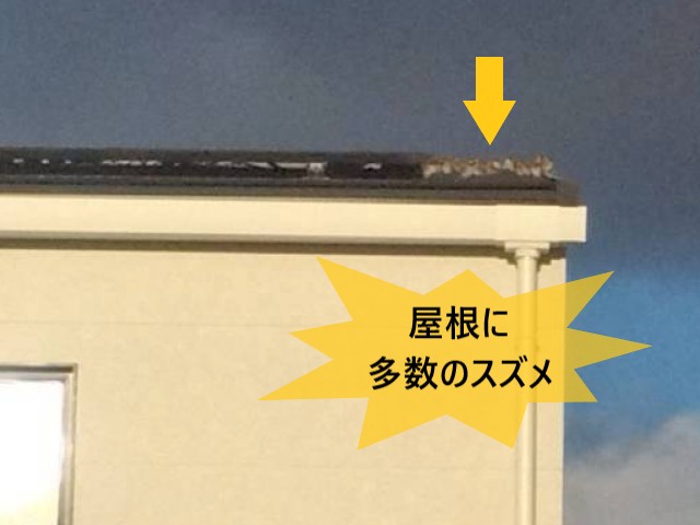 【堺市東区】冬場の新築住宅で屋根にすずめが大量発生｜太陽光パネルと軒樋の鳥よけ対策をご提案