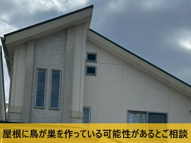 屋根に鳥の巣？とご相談