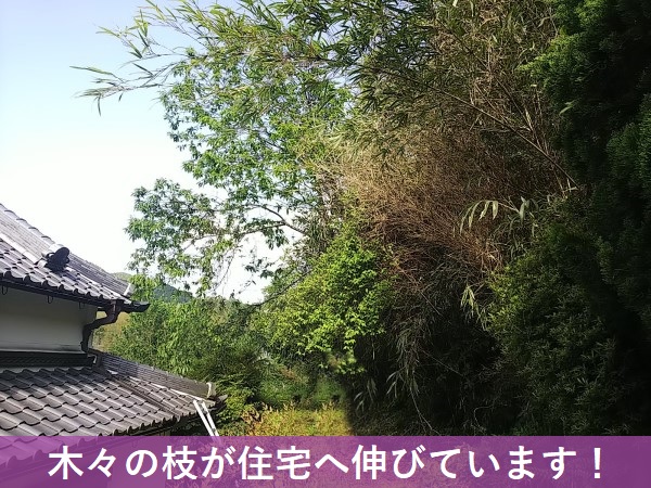 木々の枝が住宅に伸びている