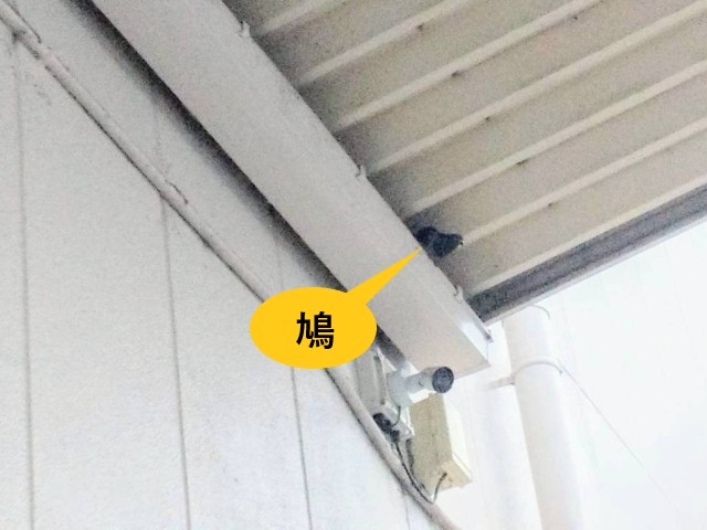 樋に鳩