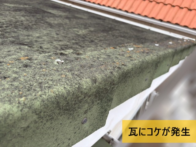 瓦にコケが発生