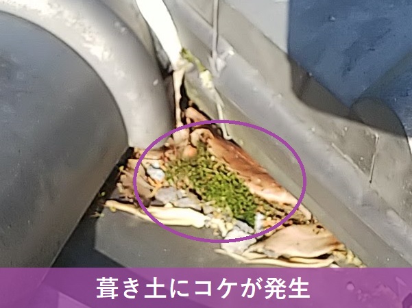 葺き土にコケが発生