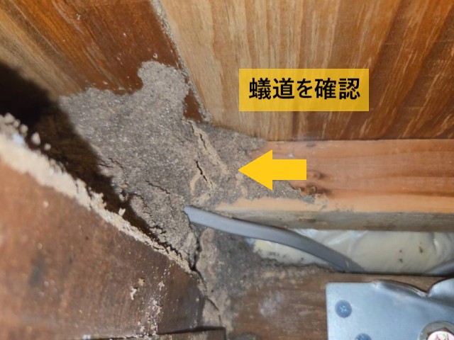 蟻道を確認