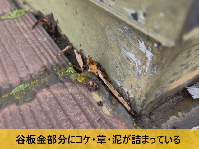 谷板金部分にコケ・草・泥が詰まっている