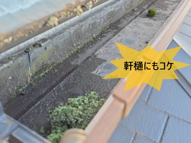 軒樋にもコケ
