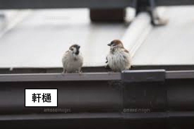 軒樋に鳥