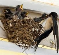 【保存版】春~夏は鳥の巣被害に要注意!住宅における鳥害予防と対処法