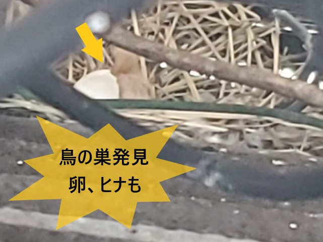 【堺市東区】ソーラーパネル下に鳩の巣を発見!巣立ち後に防鳥対策をご提案