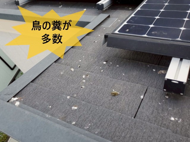 鳥の糞が多数